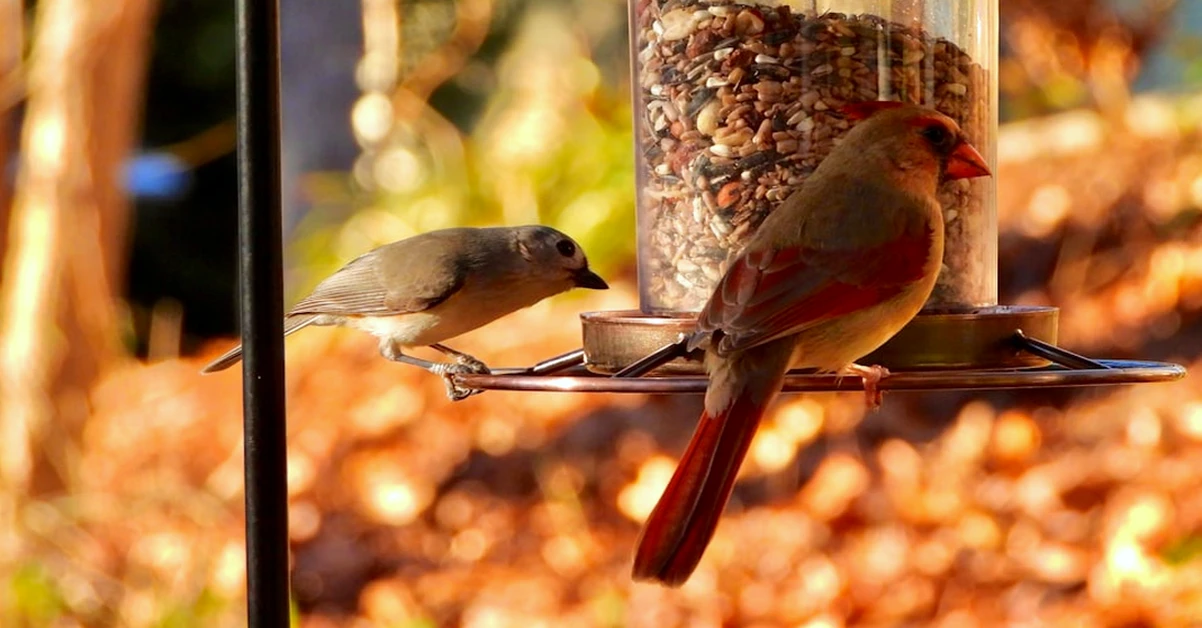 Your Ground Bird Feeder May Be Feeding Rats