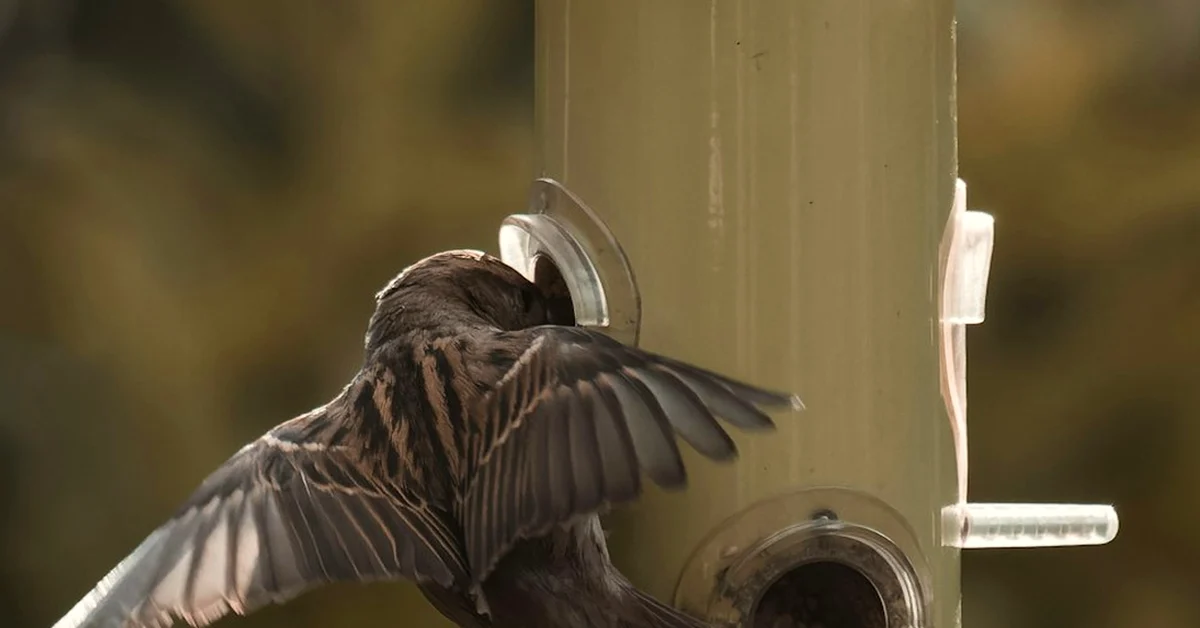 Your milk-bottle bird feeder lets rain spoil seed