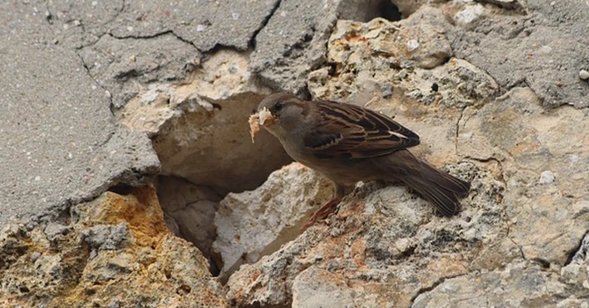 Your sparrow terrace nest box may face the wrong way