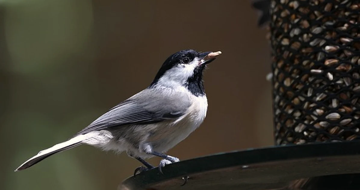 Your UK Bird Feeder May Be Wrong for Your Space