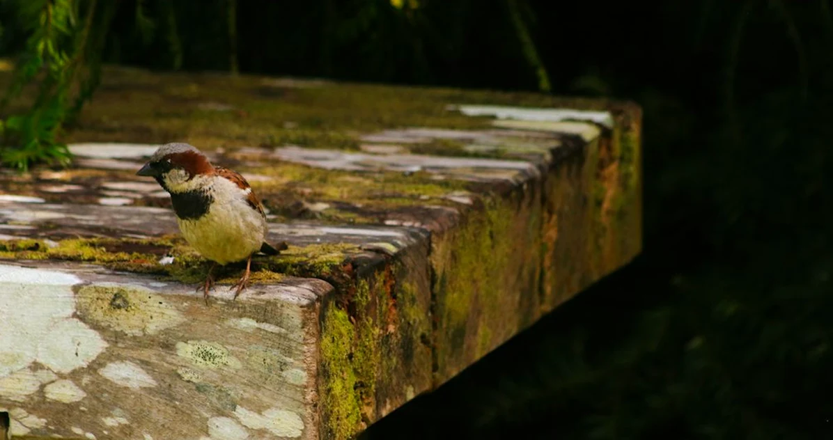 Your UK bird table may be spreading disease